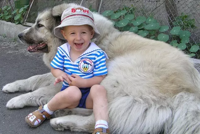 Shepherd Kaukasia (77 foto): Karakteristik anak anjing 