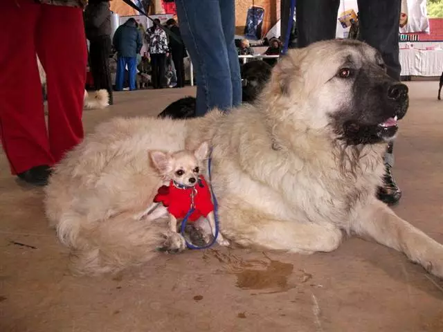 Shepherd Kaukasia (77 foto): Karakteristik anak anjing 