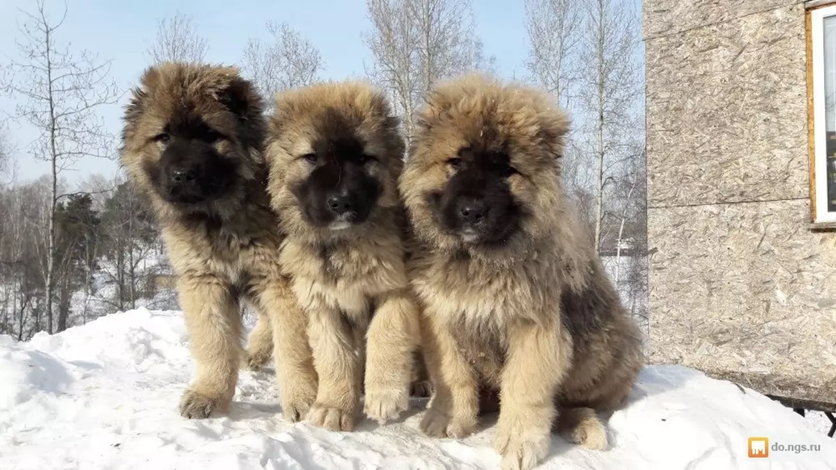 Shepherd Kaukasia (77 foto): Karakteristik anak anjing 