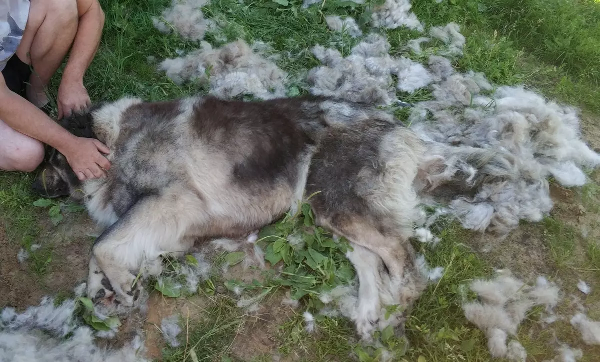 Kavkazijski ovčar (77 fotografija): Karakteristike štenaca 