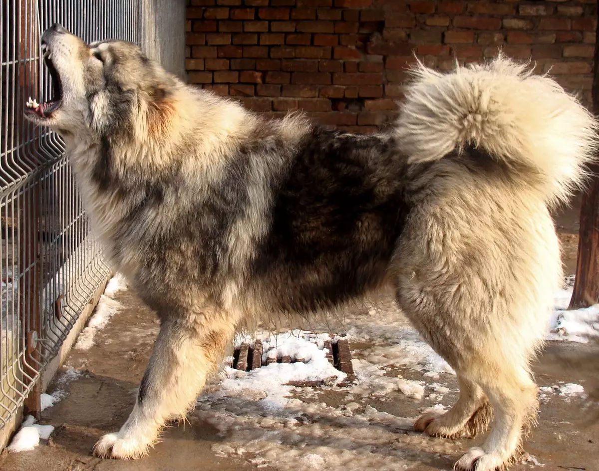 Shepherd Kaukasia (77 foto): Karakteristik anak anjing 