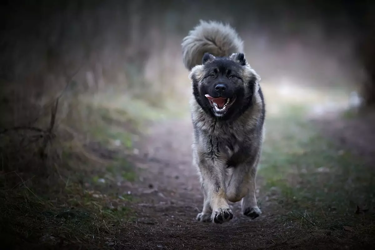 Shepherd Kaukasia (77 foto): Karakteristik anak anjing 