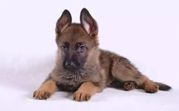 Kuveura vana Shepherd German (26 mapikicha): tsanangudzo puppies vachena uye tsvuku, zvitema uye nemamwewo 23009_13