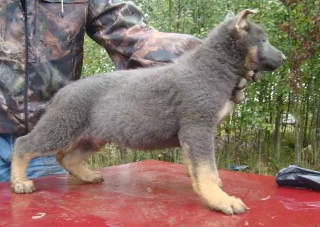 Shave of German Shepherd (26 foto): Deskripsi anak anjing abu-abu dan merah, biru dan warna lainnya 23009_18