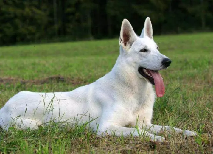 Vokiečių aviganis (26 nuotraukos): pilkos ir raudonos, mėlynos ir kitų spalvų šuniukų aprašymas 23009_22