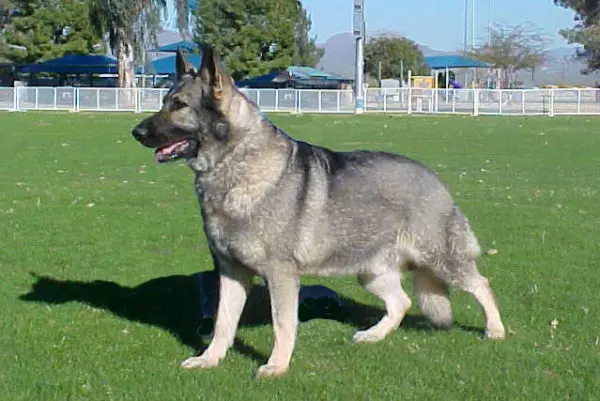 Shave of German Shepherd (26 foto): Deskripsi anak anjing abu-abu dan merah, biru dan warna lainnya 23009_8