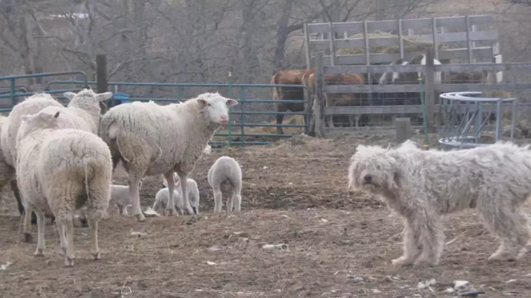 Hongaria Shepherd (36 foto): Deskripsi perkumpulan jenis anjing, pertumbuhan anak anjing shaggy 23012_4