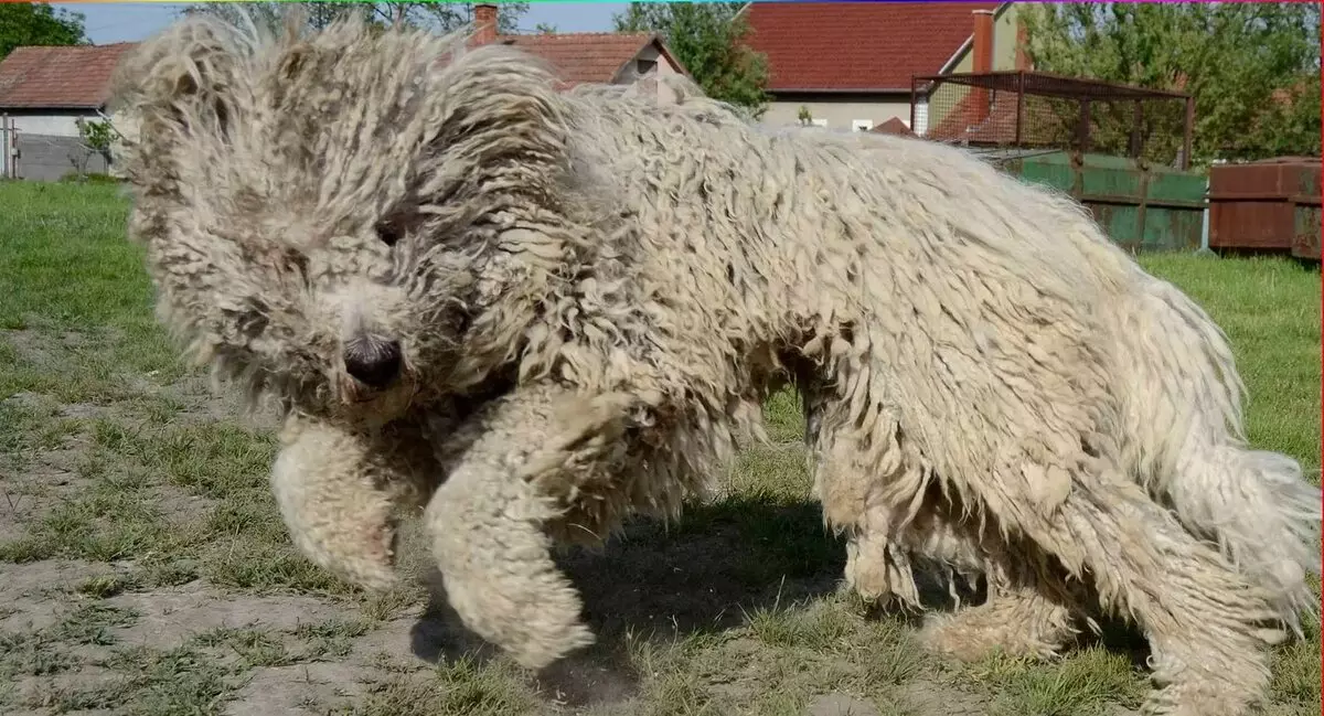 Ungarischer Schäferhund (36 Fotos): Beschreibung der Hunderasse Comandor, Wachstum von Shaggy-Welpen 23012_7
