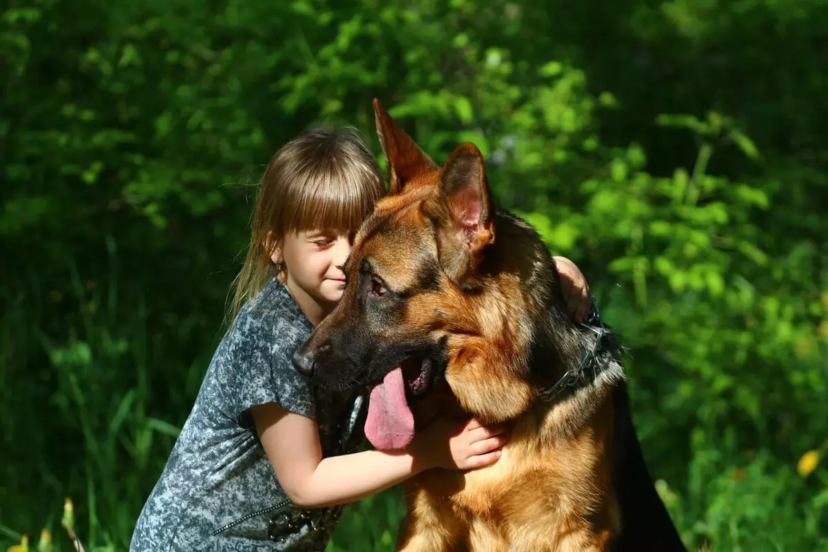 Shorthair vokiečių aviganiai (30 nuotraukų): juodos, kaperio ir kitų spalvų lygių plaukų šuniukų aprašymas 23014_16