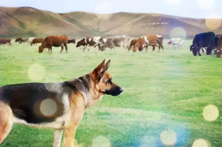 Shorthair德國牧羊人（30張圖片）：描述的黑色，雀躍和其他顏色的光滑小狗 23014_5