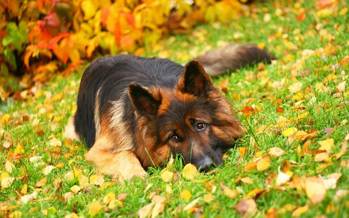कितने जर्मन चरवाहे रहते हैं? घर पर और सड़क पर कुत्तों की जीवन प्रत्याशा। जर्मन शेफर्ड लड़कियों के कितने मिनट औसत पर रहते हैं? 23017_3