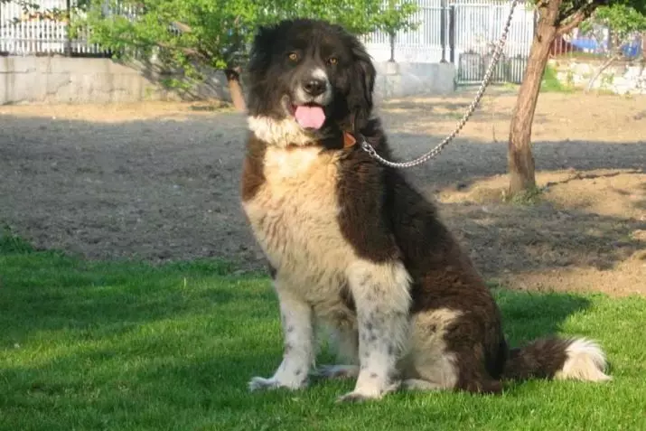 Bulgarischer Shepherd (26 Fotos): Beschreibung des Karakacan-Hundes, Inhalt und Pflege von Welpen 23018_10