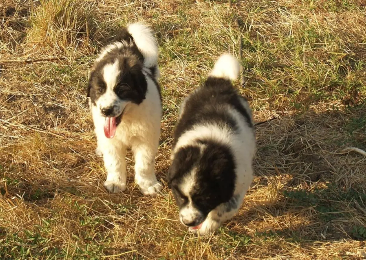 Bulgarian Shepherd (26 mga larawan): Paglalarawan ng karakacan dog, content and care of puppies 23018_11
