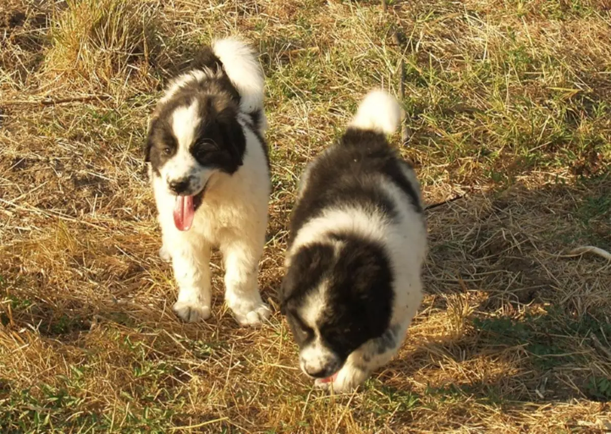 Mbusa wa Bulgaria (Zithunzi 26): Kufotokozera za galu wa Karakacan, zomwe zili ndi chisamaliro cha ana 23018_11