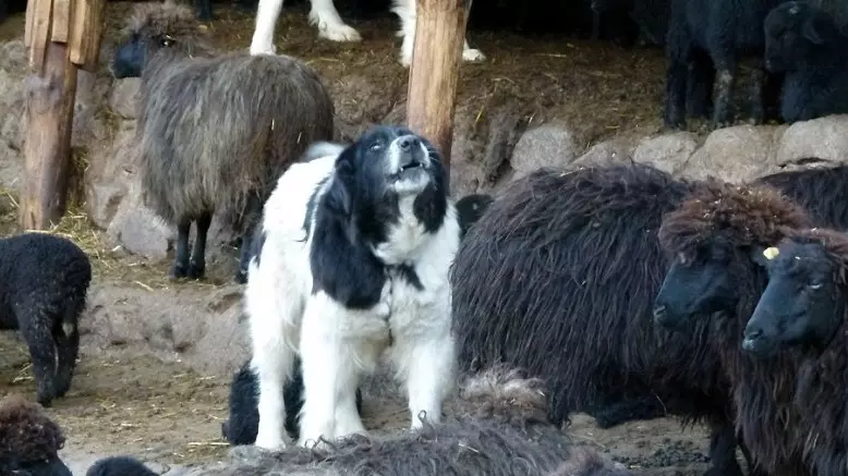 Pastor Búlgaro (26 fotos): Descrição do cão Karakacan, conteúdo e cuidado de filhotes 23018_12