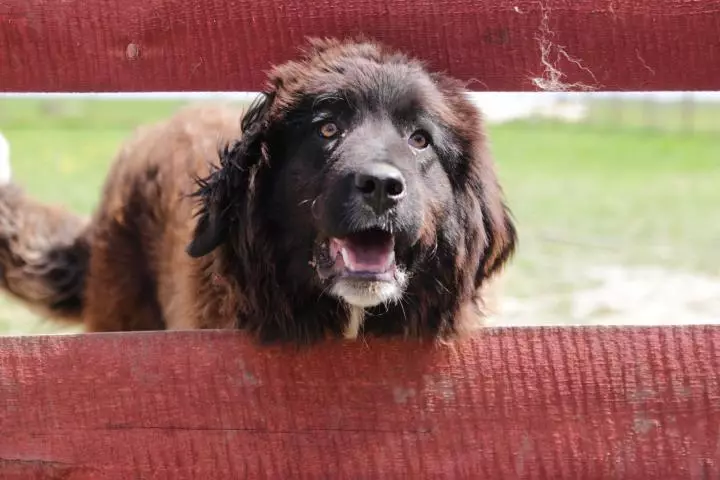 الراعي البلغاري (26 صور): وصف Karakacan الكلب، والمحتوى ورعاية الجراء 23018_13