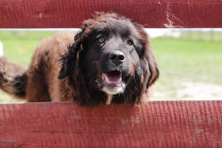 Pastor Búlgaro (26 fotos): Descrição do cão Karakacan, conteúdo e cuidado de filhotes 23018_13