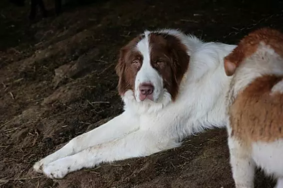 Shepherd Bulgarian (26 wêne): Danasîna Kûçikê Karakacan, naverok û lênêrîna kûçikan 23018_14