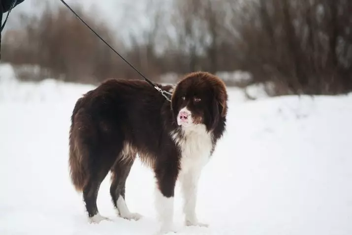 Bulgarischer Shepherd (26 Fotos): Beschreibung des Karakacan-Hundes, Inhalt und Pflege von Welpen 23018_2
