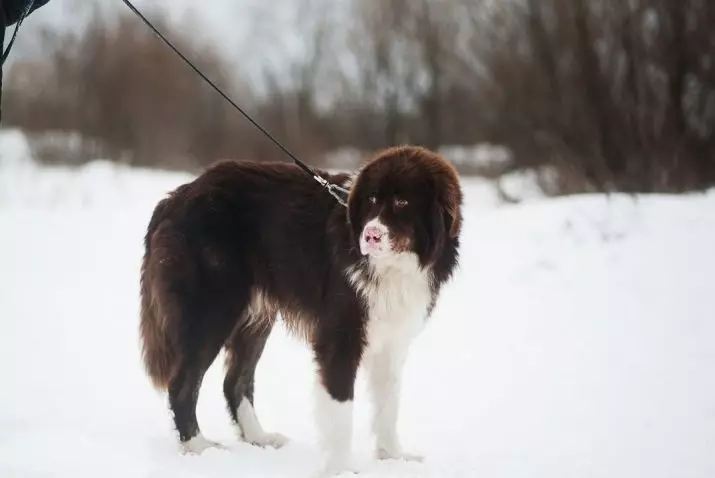 Bulgarian Shepherd (26 mga larawan): Paglalarawan ng karakacan dog, content and care of puppies 23018_2