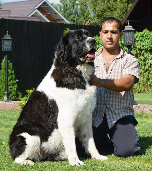 Pastor Búlgaro (26 fotos): Descrição do cão Karakacan, conteúdo e cuidado de filhotes 23018_22