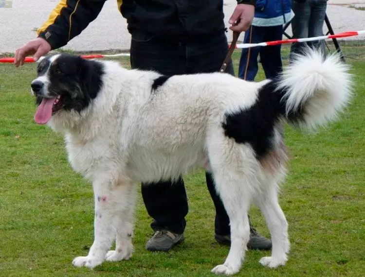 Bulgarischer Shepherd (26 Fotos): Beschreibung des Karakacan-Hundes, Inhalt und Pflege von Welpen 23018_23