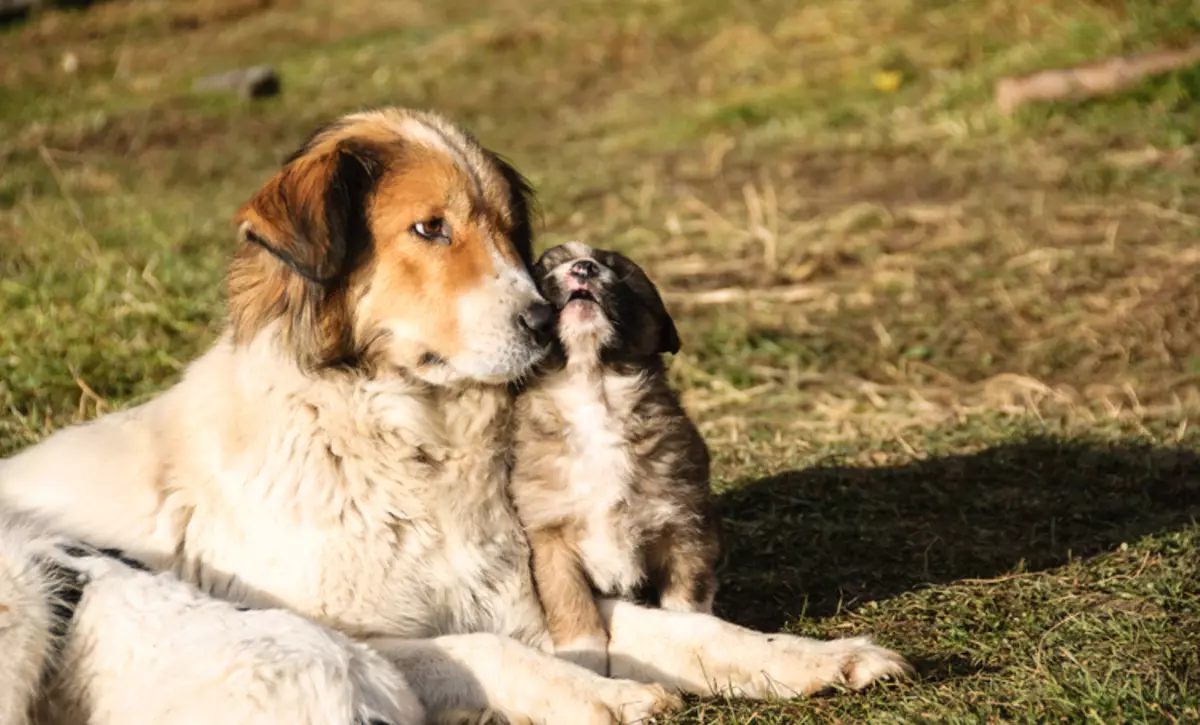 Pastor Búlgaro (26 fotos): Descrição do cão Karakacan, conteúdo e cuidado de filhotes 23018_25