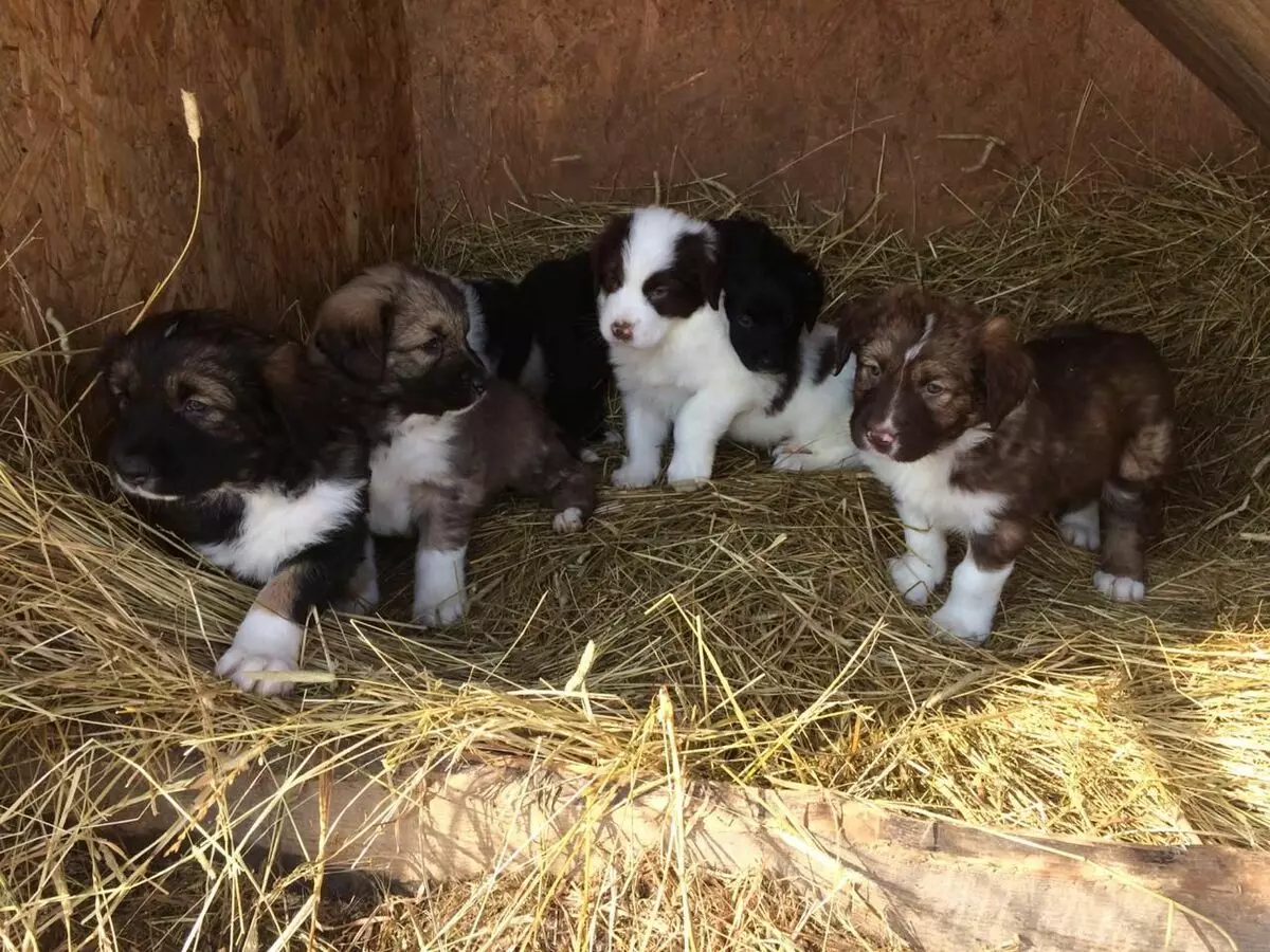 Bulgarian Shepherd (26 mga larawan): Paglalarawan ng karakacan dog, content and care of puppies 23018_26