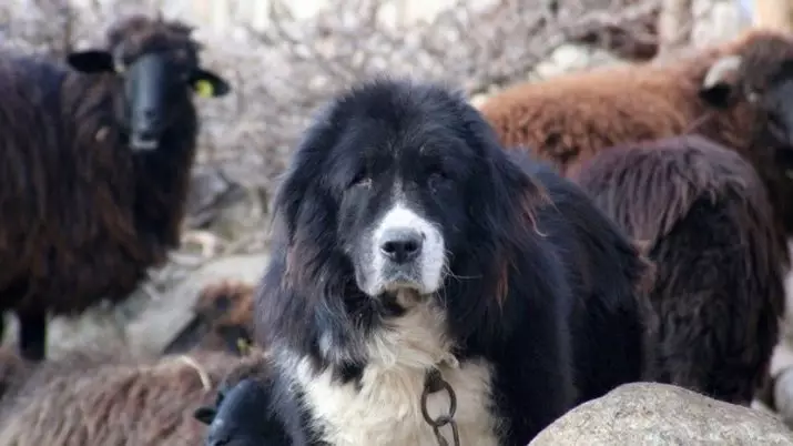 Pastor Búlgaro (26 fotos): Descrição do cão Karakacan, conteúdo e cuidado de filhotes 23018_3