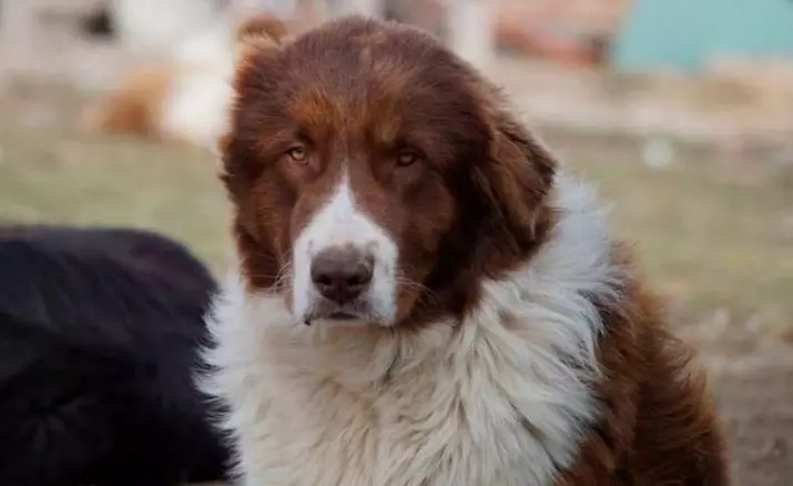 Pastor Búlgaro (26 fotos): Descrição do cão Karakacan, conteúdo e cuidado de filhotes 23018_4