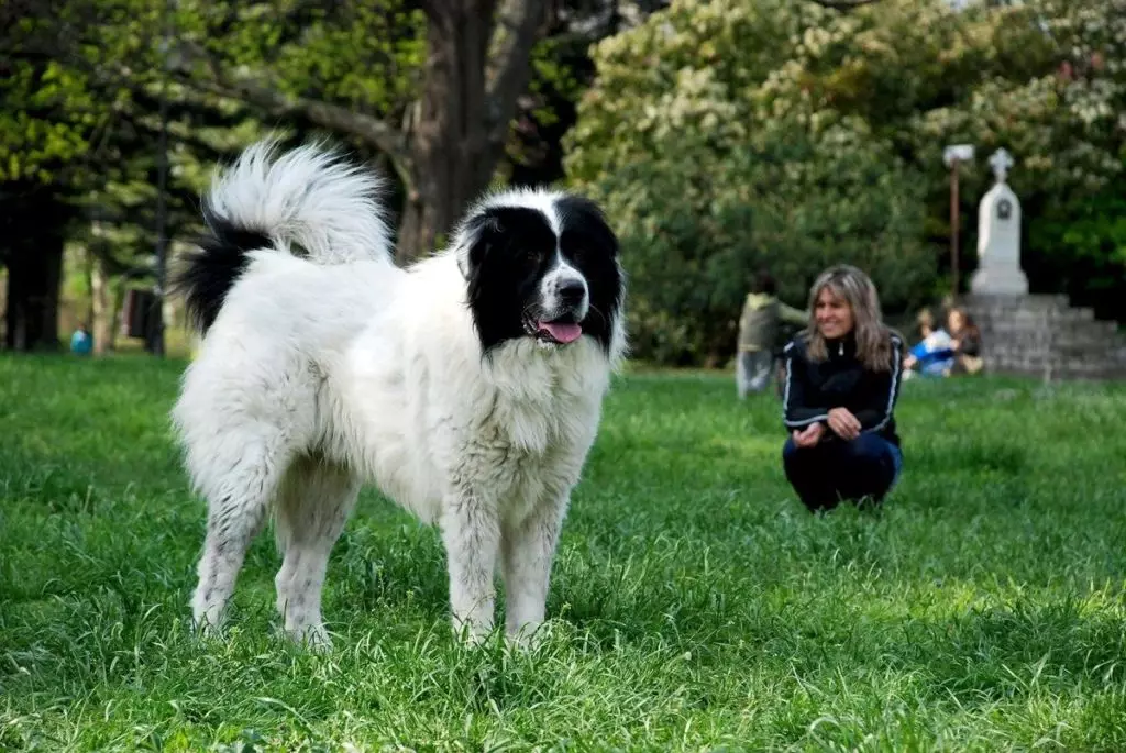 الراعي البلغاري (26 صور): وصف Karakacan الكلب، والمحتوى ورعاية الجراء 23018_5
