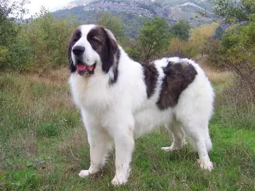 Bulgarischer Shepherd (26 Fotos): Beschreibung des Karakacan-Hundes, Inhalt und Pflege von Welpen 23018_6