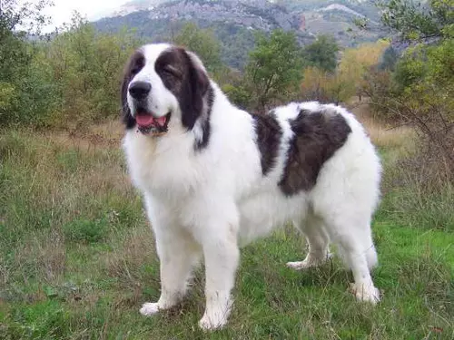 Pastor Búlgaro (26 fotos): Descrição do cão Karakacan, conteúdo e cuidado de filhotes 23018_6