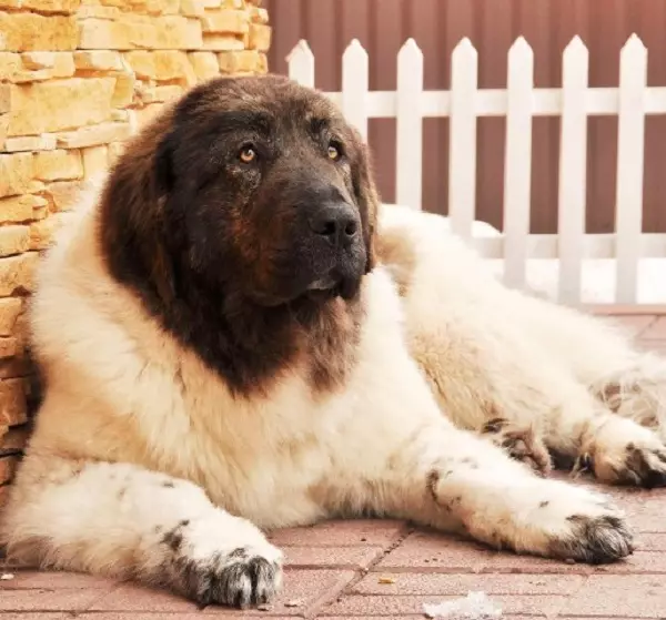 Pastor Búlgaro (26 fotos): Descrição do cão Karakacan, conteúdo e cuidado de filhotes 23018_7