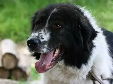 Bulgarischer Shepherd (26 Fotos): Beschreibung des Karakacan-Hundes, Inhalt und Pflege von Welpen 23018_9