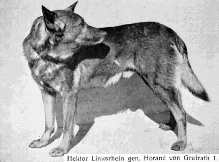德国牧羊犬从东欧的差异（28张）：它们在外观方面有何不同？特征比较。什么样的品种更好选择？ 23019_11