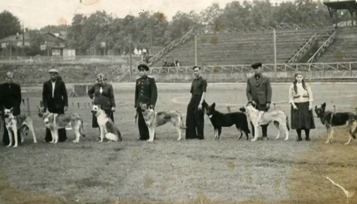 Разлики на германскиот овчар од Источна Европа (28 фотографии): Што се разликуваат по изглед? Споредба на карактерот. Каков вид на раса е подобро да се избере? 23019_13