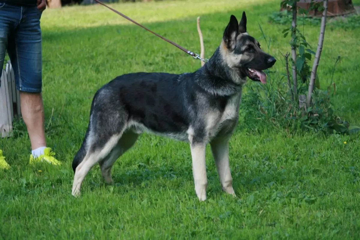 德國牧羊犬從東歐的差異（28張）：它們在外觀方面有何不同？特徵比較。什麼樣的品種更好選擇？ 23019_17