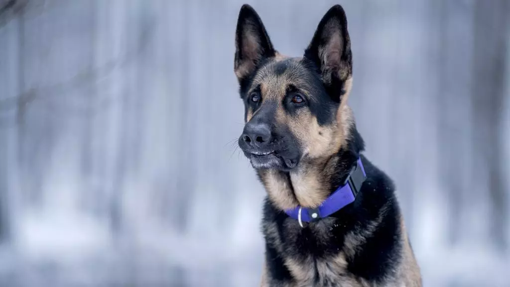 Mismunur þýska hirðarinnar frá Austur-Evrópu (28 myndir): Hvað eru þau mismunandi í útliti? Samanburður á eðli. Hvers konar kyn er betra að velja? 23019_20