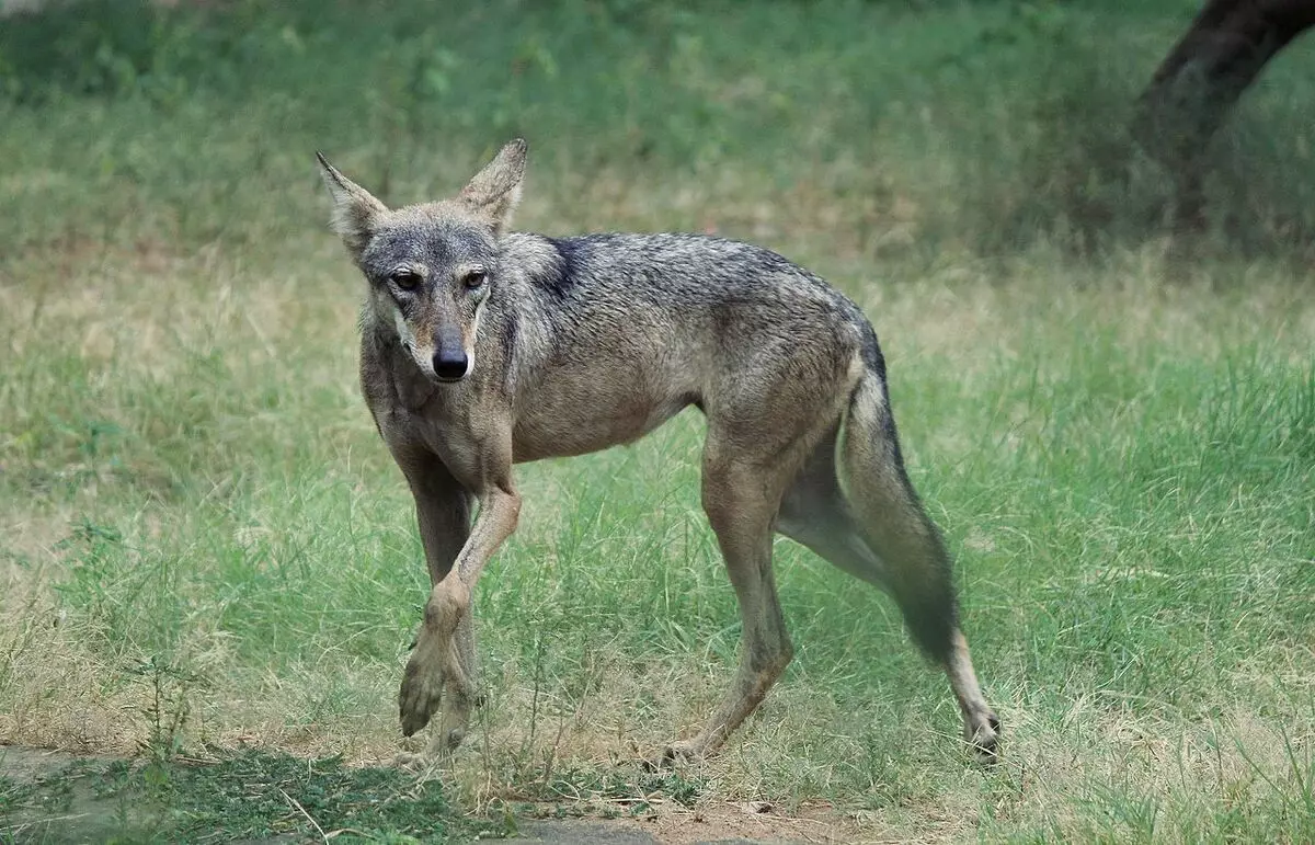 Verskille van die Duitse Herder van Oos-Europese (28 foto's): Wat verskil hulle in voorkoms? Vergelyking van karakter. Watter soort ras is beter om te kies? 23019_5