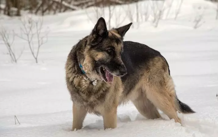 Verskille van die Duitse Herder van Oos-Europese (28 foto's): Wat verskil hulle in voorkoms? Vergelyking van karakter. Watter soort ras is beter om te kies? 23019_8