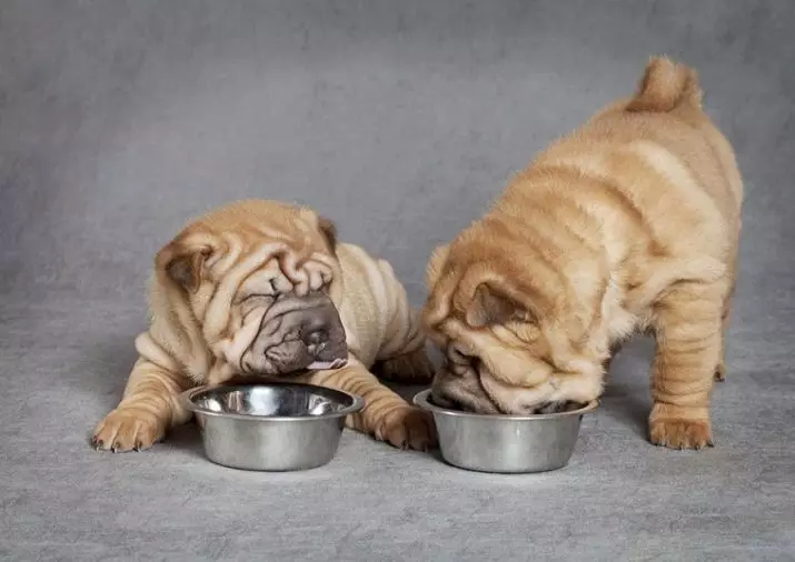 Какво да хранят Shopei? 23 Снимка Как да се хранят кученца и възрастни Charpeys у дома? Характеристики на храненето на сухата храна на Шарпеза 23021_20