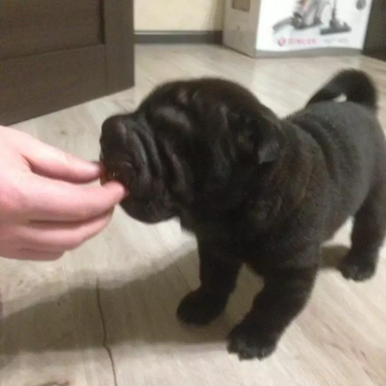 Làm thế nào để nâng cao Sharpei? Các tính năng đào tạo tại Puppy gia đình và chó trưởng thành. Mẹo cho người mới bắt đầu 23026_16