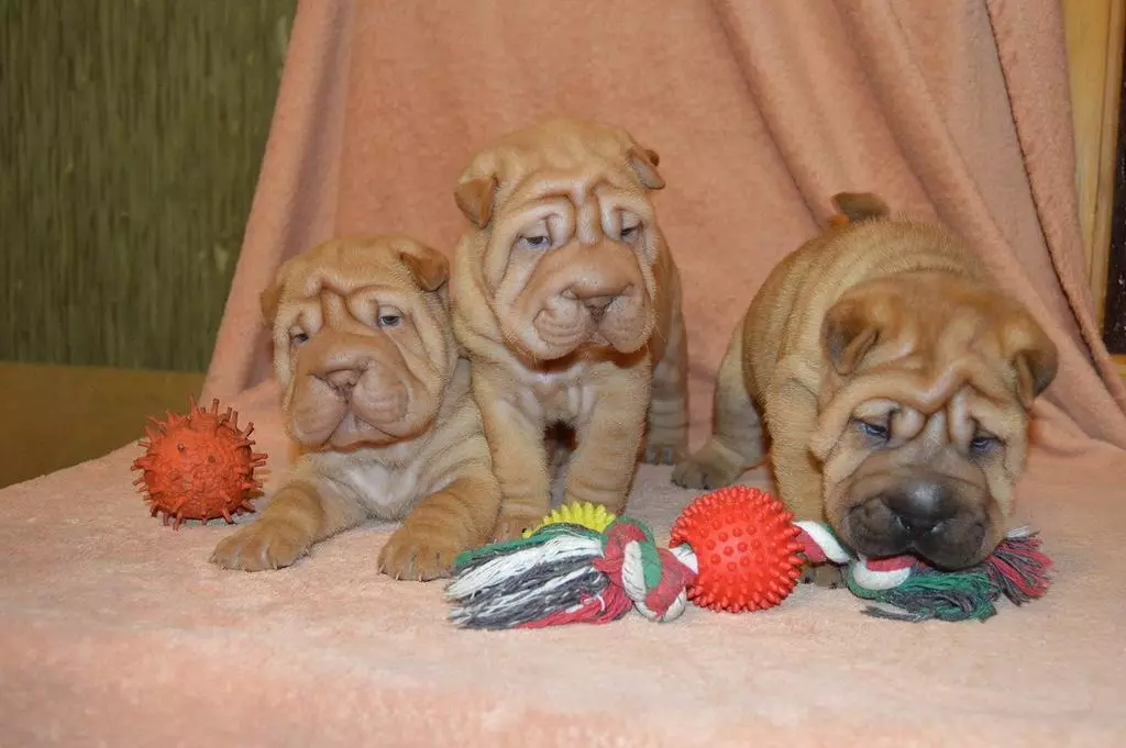 ວິທີການຍົກສູງ Sharpei? ຄຸນລັກສະນະຂອງການຝຶກອົບຮົມຢູ່ທີ່ puppy ເຮືອນແລະຫມາຜູ້ໃຫຍ່. ຄໍາແນະນໍາສໍາລັບຜູ້ເລີ່ມຕົ້ນ 23026_20