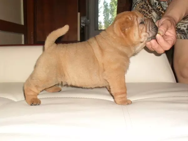 ວິທີການຍົກສູງ Sharpei? ຄຸນລັກສະນະຂອງການຝຶກອົບຮົມຢູ່ທີ່ puppy ເຮືອນແລະຫມາຜູ້ໃຫຍ່. ຄໍາແນະນໍາສໍາລັບຜູ້ເລີ່ມຕົ້ນ 23026_21