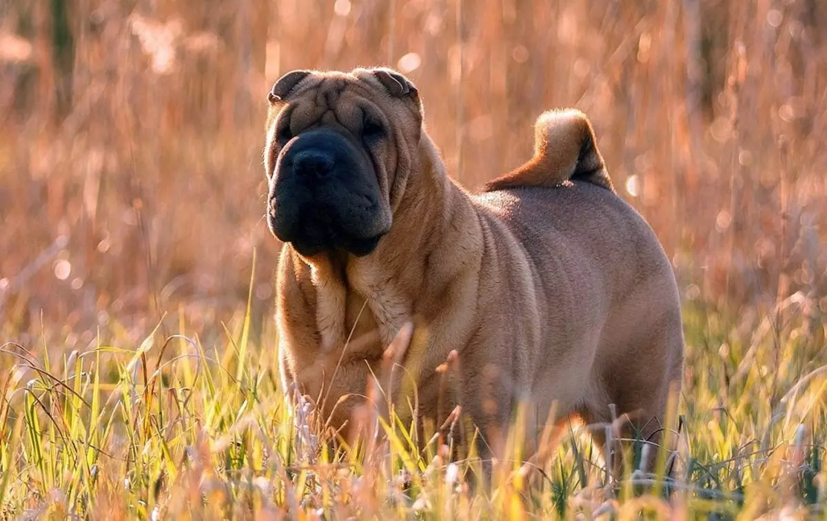 Làm thế nào để nâng cao Sharpei? Các tính năng đào tạo tại Puppy gia đình và chó trưởng thành. Mẹo cho người mới bắt đầu 23026_3