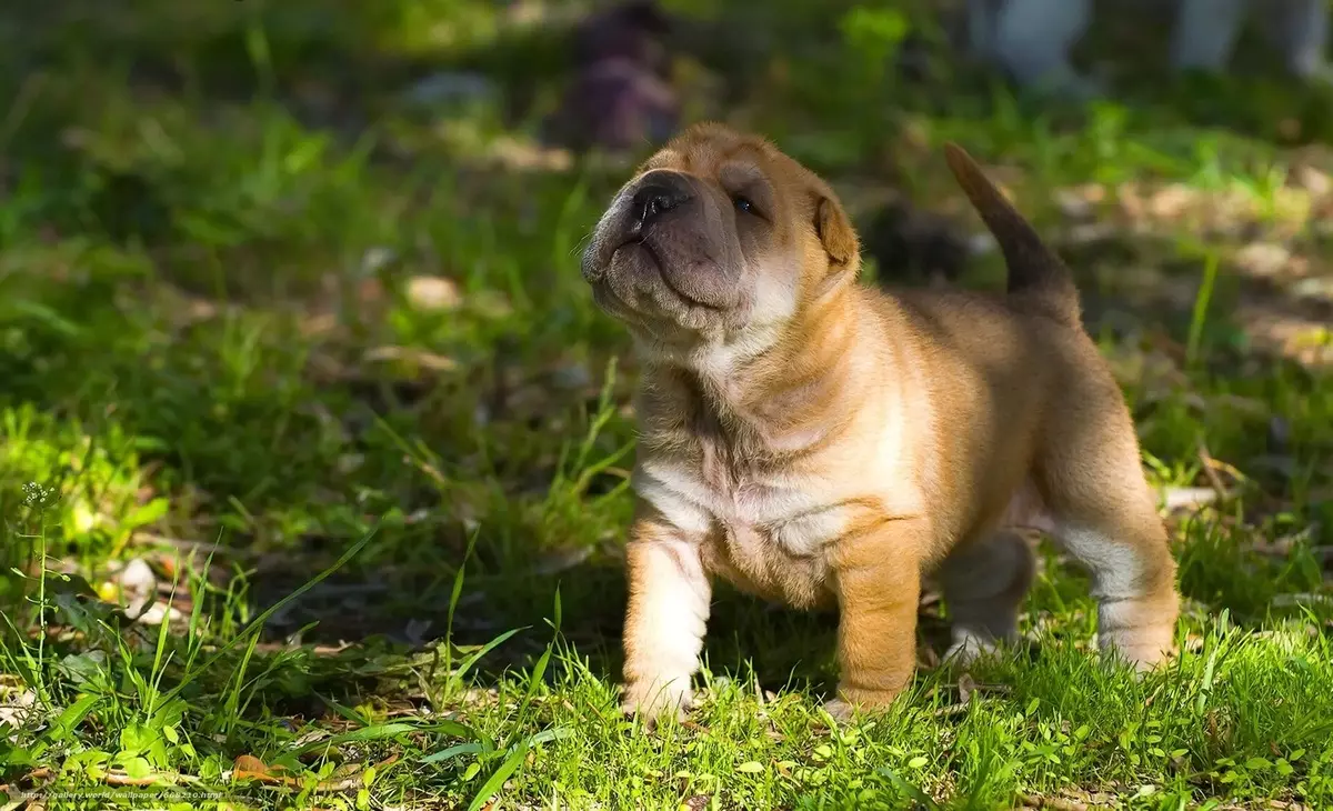 Làm thế nào để nâng cao Sharpei? Các tính năng đào tạo tại Puppy gia đình và chó trưởng thành. Mẹo cho người mới bắt đầu 23026_8