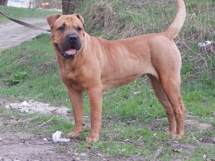 Metisa Sharpei (23 wêne): Sharpei Bi Shepherd û Hound, Stafford û Boxer, Kornoye û nijadên din 23027_10