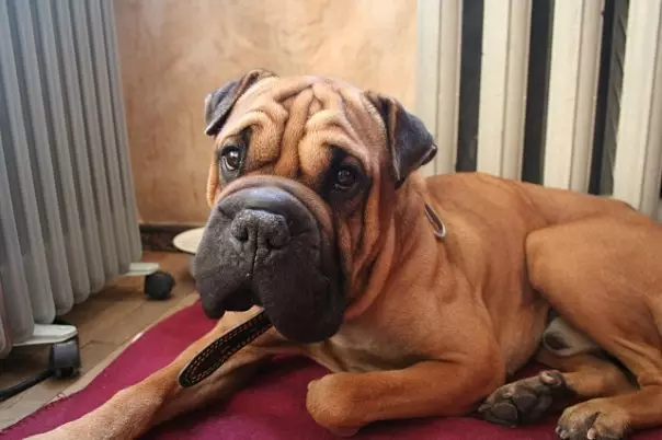 Metisa Sharpei (23 foto's): Sharpei Mix with Shepherd and Hound, Stafford and Boxer, Kornoye en andere rassen 23027_11