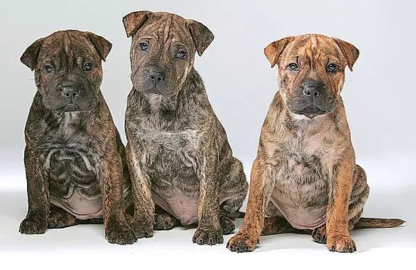 Mitesa Sharpei (23 Photos): Sharpei Mix tare da makiyayi da hundund, Kornoye da sauran nau'ikan 23027_12